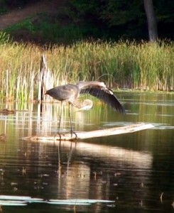 head under open wing