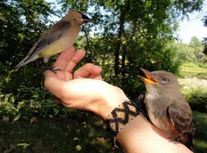 cedar waxwing and olive-sided flycatcher