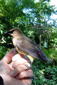 waxwing