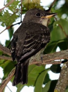 flycatcher