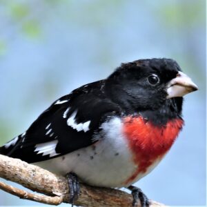 rose breasted grosbeak