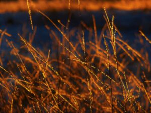 golden frosty grasses