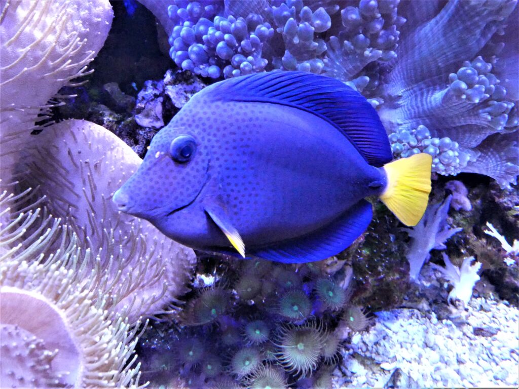 blue fish
