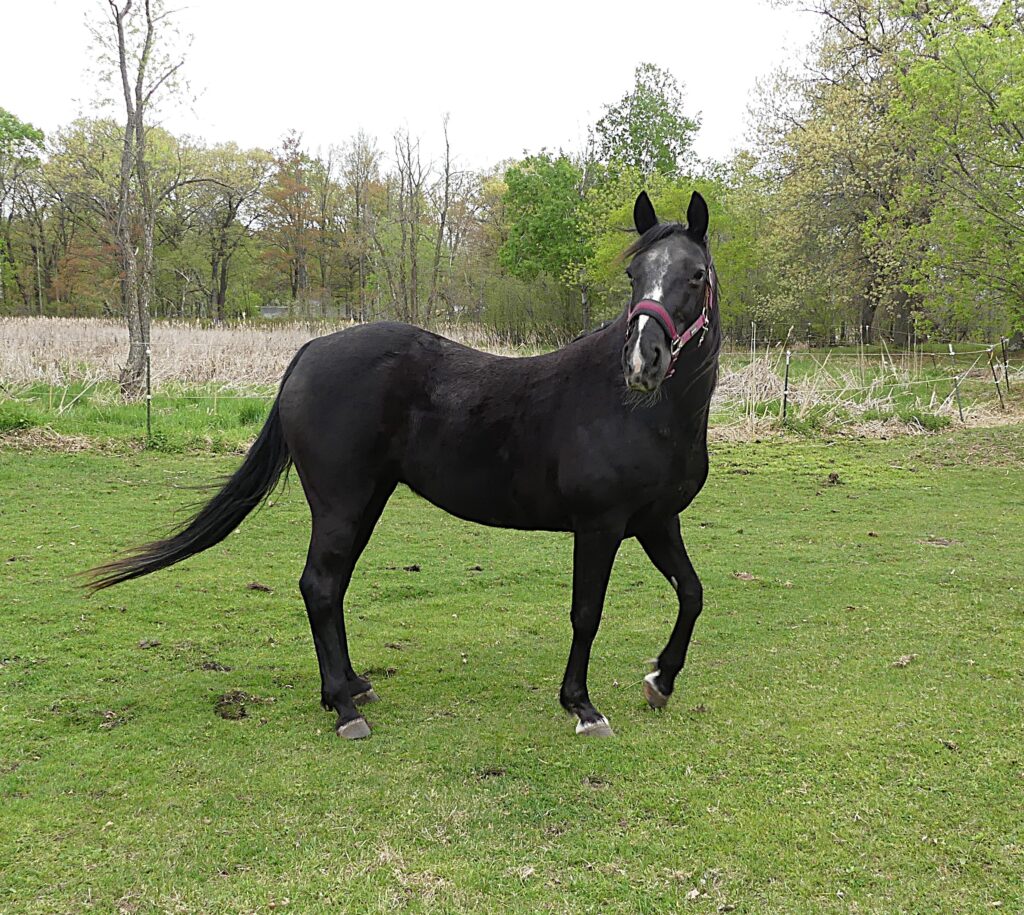 black horse Nikki