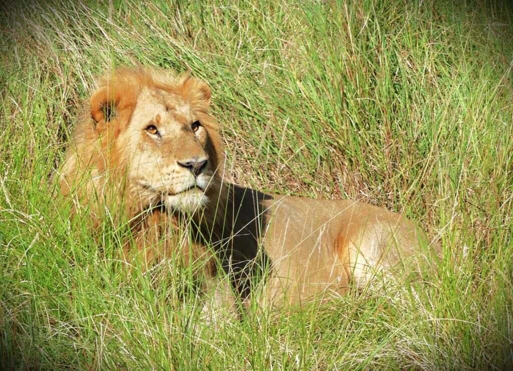 lion gazing up